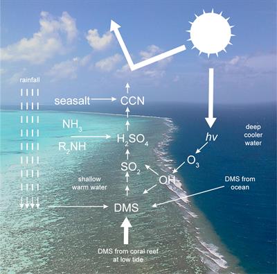 Editorial: The role of dimethylsulfide and other sulfur substances on the climate and ecology of coral reefs